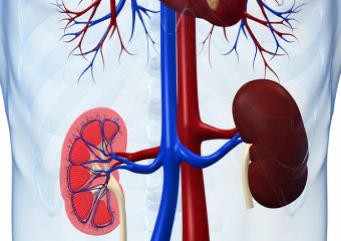أمراض الكُلى.. أنواعها وسبل الوقاية منها